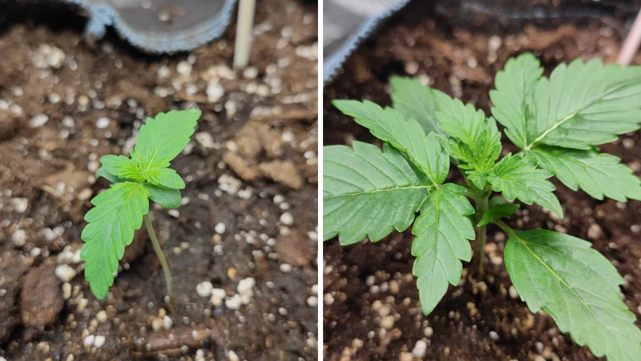 An image of a 2 week old autoflower in its seedling phase